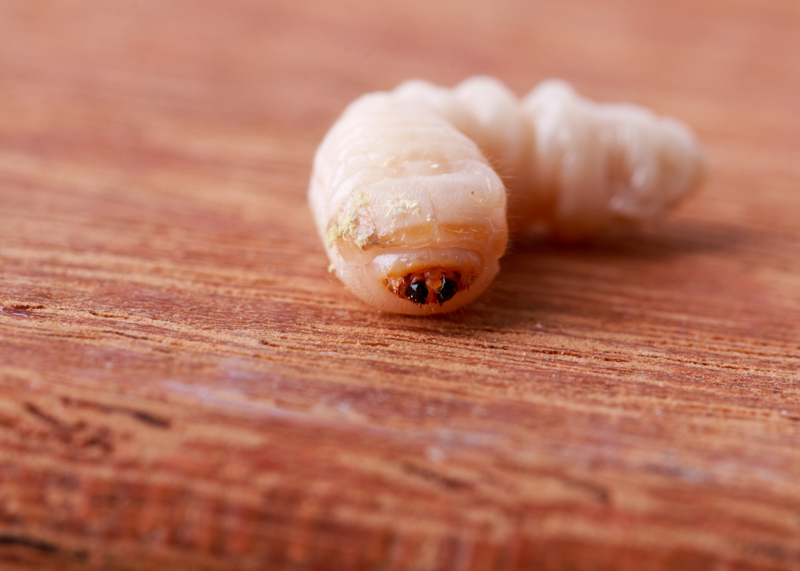 Den gemeinen  gefräßigen Holzwurm bekämpfen