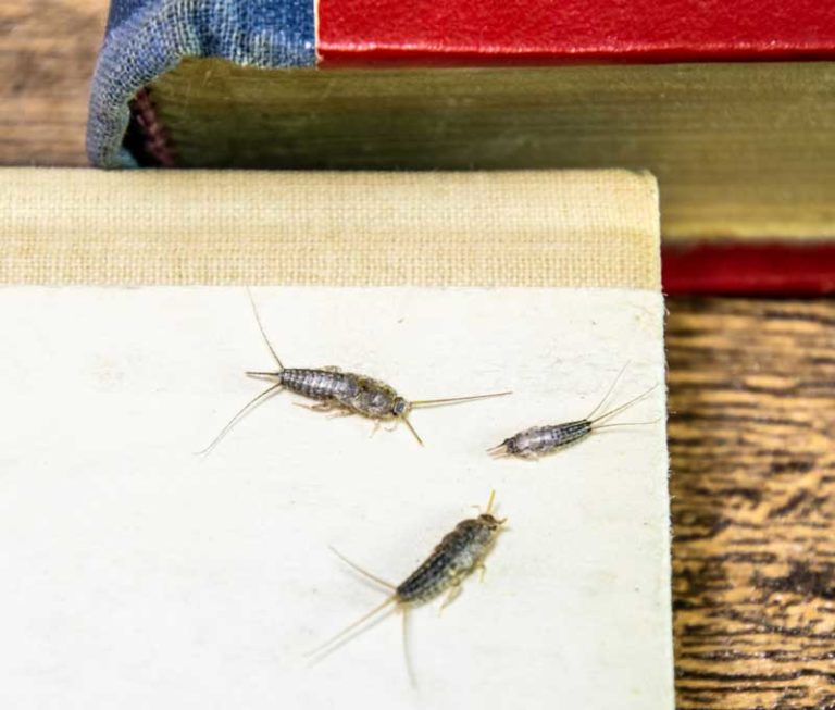 So wird man Silberfische wieder los Infoportal zum Thema Haus