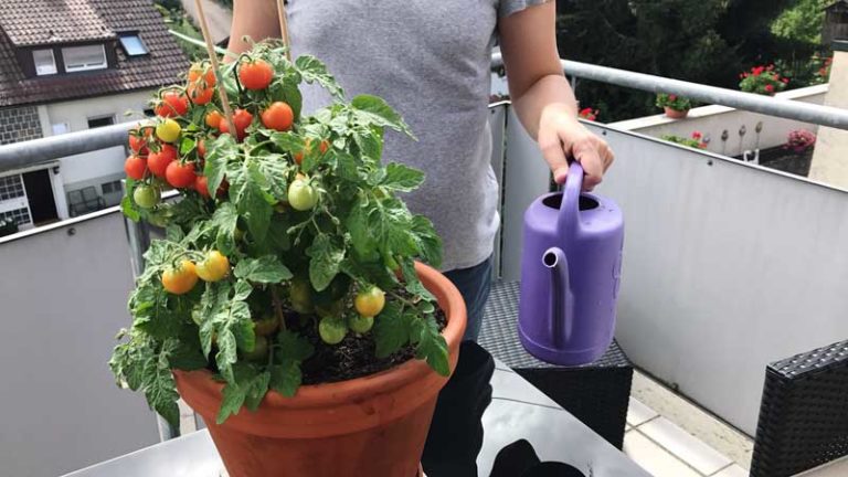 Tomaten pflanzen auf dem eigenen Balkon So klappt’s Infoportal zum