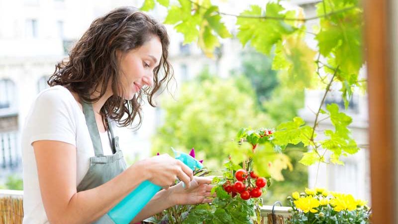 Tomaten pflanzen auf dem eigenen Balkon: So klappt’s