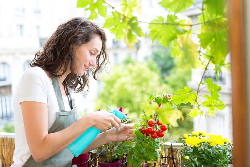 Tomaten pflanzen auf dem eigenen Balkon: So klappt’s