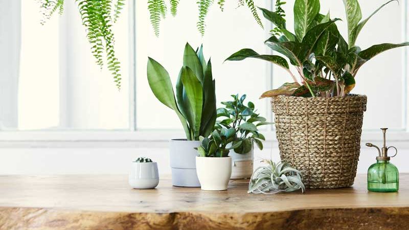 Zimmerpflanzen für Ihre Wohnung