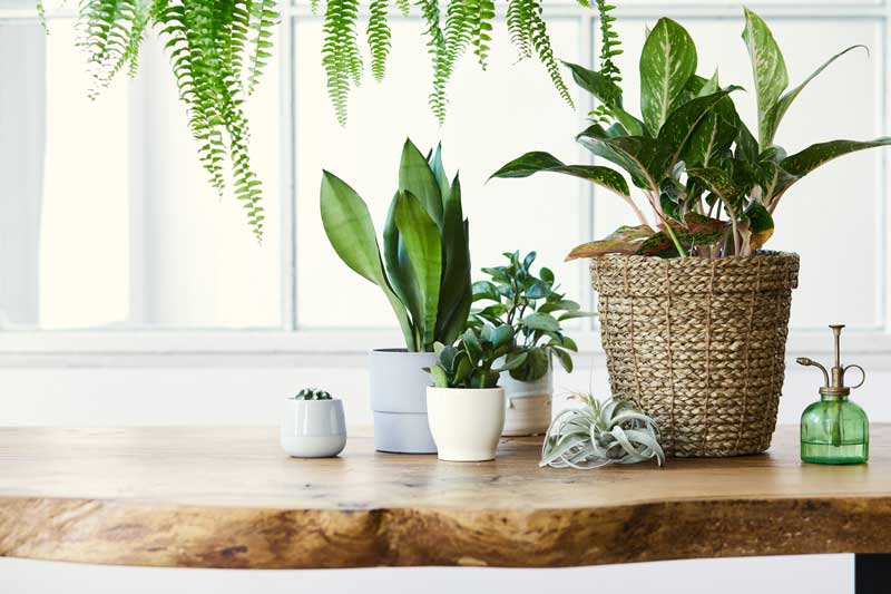 Zimmerpflanzen für Ihre Wohnung